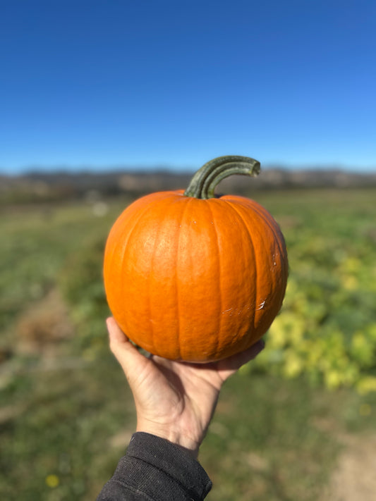 Small Orange Smoothie Jack
