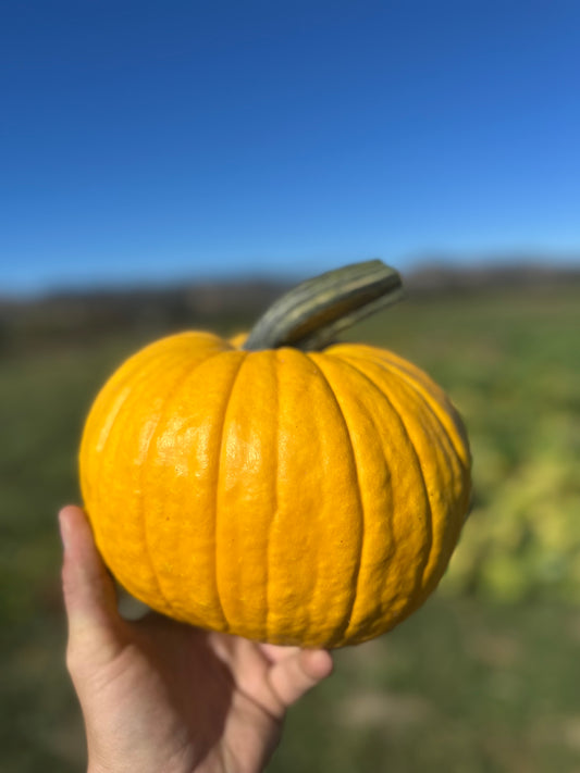 Mellow Yellow pumpkin