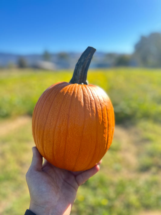 Small Orange Jack-O-Lantern pumpkin